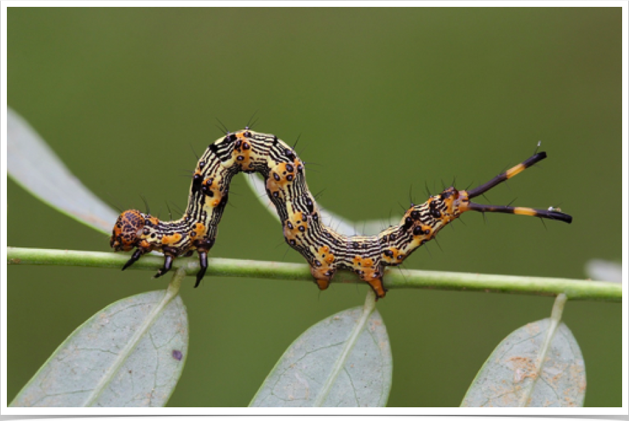 Selenisa sueroides
Legume Caterpillar
Sumter County, Alabama